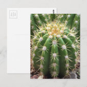 Carte Postale Cactus de l'Arizona (Devant / Derrière)