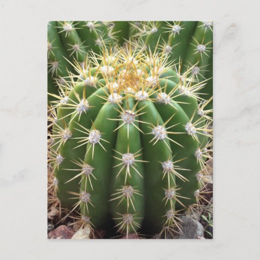Carte Postale Cactus de l'Arizona (Devant)