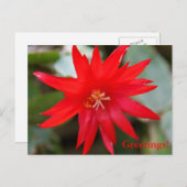 Carte postale - Cactus de Pâques (Devant / Derrière)