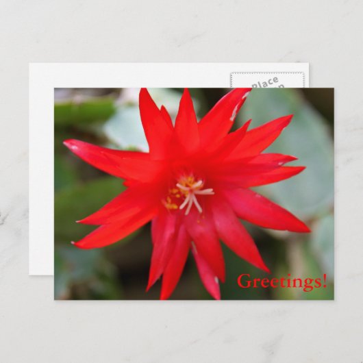 Carte postale - Cactus de Pâques (Devant / Derrière)