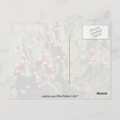 Carte Postale Cactus de poire de poulet, désert de Sonoran (Dos)