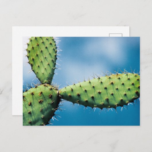 Carte Postale Cactus de Prickley (Devant / Derrière)