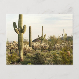 Carte Postale Cactus de Saguaro, Arizona, Etats-Unis