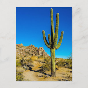 Carte Postale Cactus debout