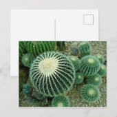 Carte Postale Cactus Dessert (Devant / Derrière)