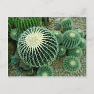 Carte Postale Cactus Dessert