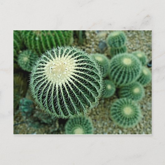 Carte Postale Cactus Dessert (Devant)