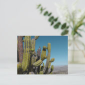Carte Postale Cactus du désert (Debout devant)