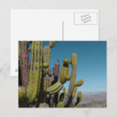 Carte Postale Cactus du désert (Devant / Derrière)