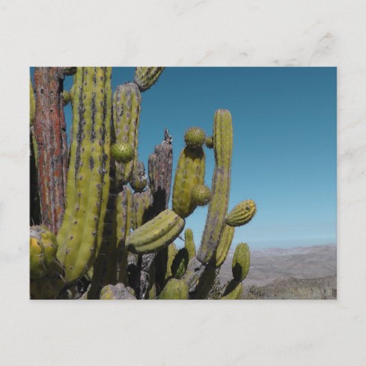 Carte Postale Cactus du désert (Devant)