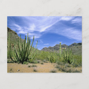 Carte Postale Cactus du désert à Organ Pipe National Monument,