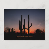 Carte Postale Cactus du Saguaro au coucher du soleil (Devant)
