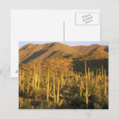 Carte Postale Cactus du Saguaro dans le parc national du Saguaro (Devant / Derrière)