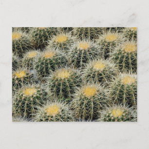 Carte Postale Cactus en tonneau doré dans une crèche.