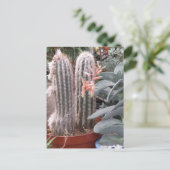 Carte Postale Cactus épineux (Debout devant)