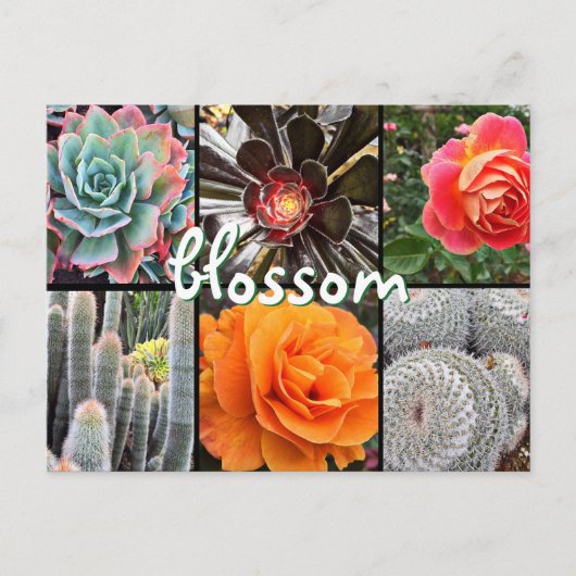 Carte Postale Cactus et photographie rose collage fleur citation (Devant)
