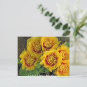 Carte postale / Cactus figuier de Barbarie (Debout devant)