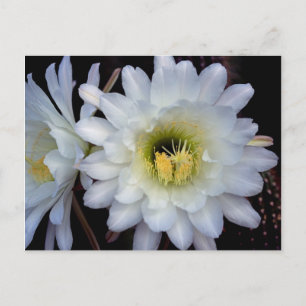 Carte postale Cactus Flower 4355