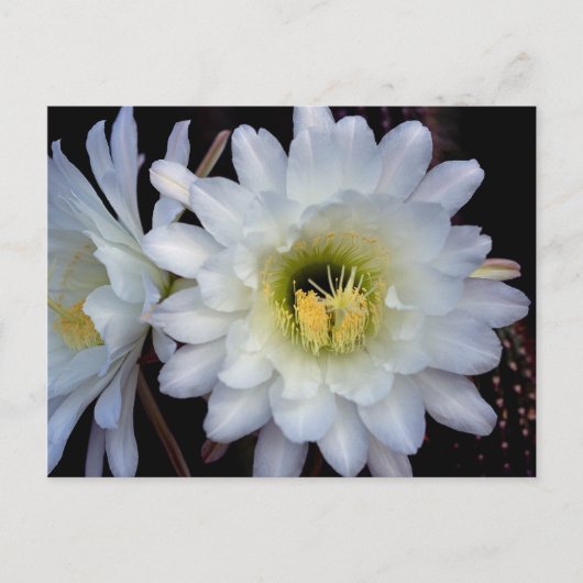 Carte postale Cactus Flower 4355 (Devant)