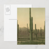 Carte Postale Cactus grove, Arizona (Devant / Derrière)