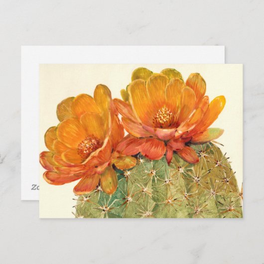 Carte Postale Cactus Orange Blossoms (Devant / Derrière)