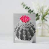 Carte Postale Cactus Plante noir blanc photo avec Fleur rose (Debout devant)