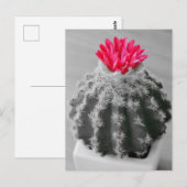 Carte Postale Cactus Plante noir blanc photo avec Fleur rose (Devant / Derrière)