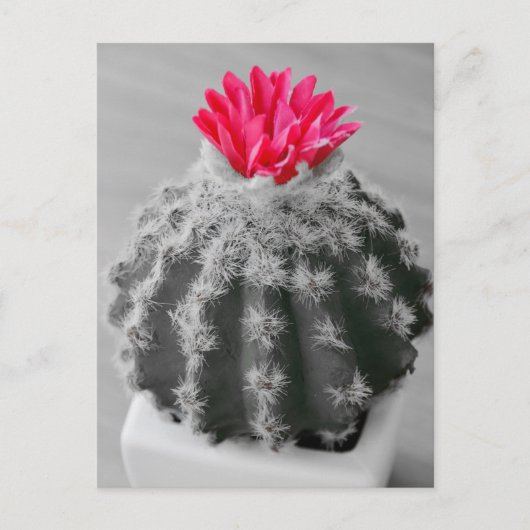Carte Postale Cactus Plante noir blanc photo avec Fleur rose (Devant)