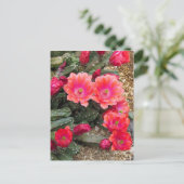 Carte Postale Cactus:Postcard (Debout devant)