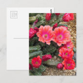 Carte Postale Cactus:Postcard (Devant / Derrière)