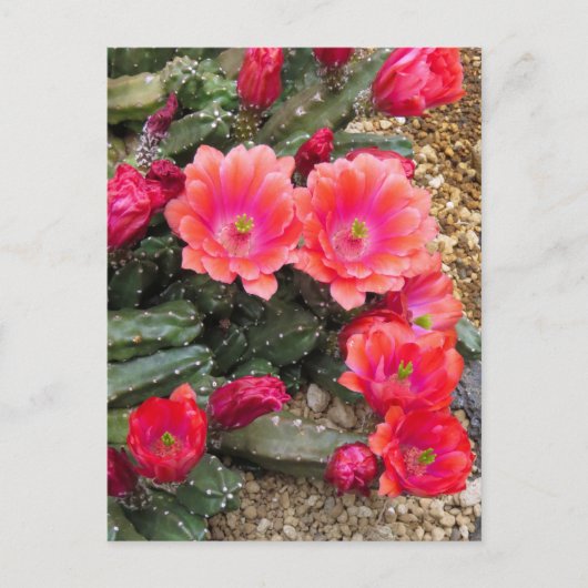 Carte Postale Cactus:Postcard (Devant)