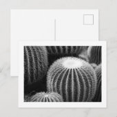 Carte postale Cactus ronds (Devant / Derrière)
