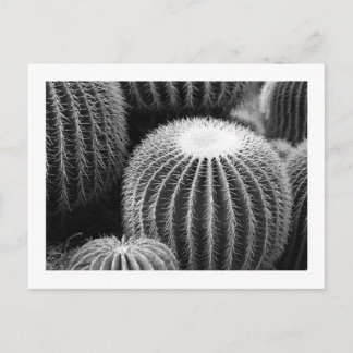 Carte postale Cactus ronds