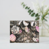 Carte Postale Cactus rose mort (Debout devant)