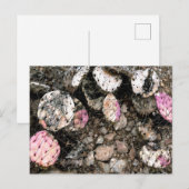 Carte Postale Cactus rose mort (Devant / Derrière)