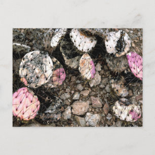 Carte Postale Cactus rose mort