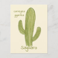 Carte postale Cactus Saguaro.