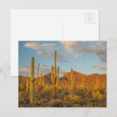 Carte Postale Cactus saguaro au coucher du soleil, Arizona (Devant / Derrière)