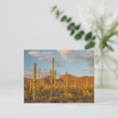 Carte Postale Cactus saguaro au coucher du soleil, Arizona (Debout devant)