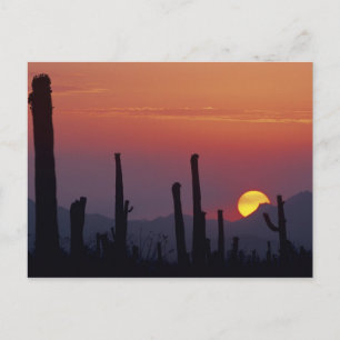 Carte Postale Cactus Saguaro Carnegiea gigantea), Coucher de sol