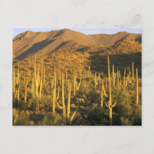 Carte Postale Cactus saguaro dans le parc national de Saguaro pr