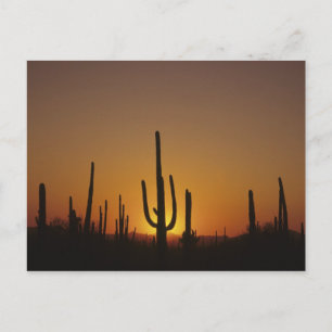 Carte Postale Cactus saguaro géant Cereus giganteus), 2