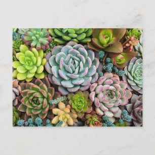 Carte postale Cactus Succulents