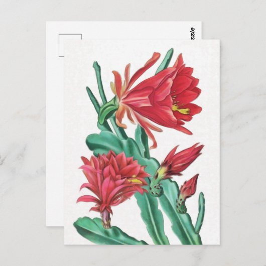 Carte Postale Cactus vert rouge en fleurs (Devant / Derrière)