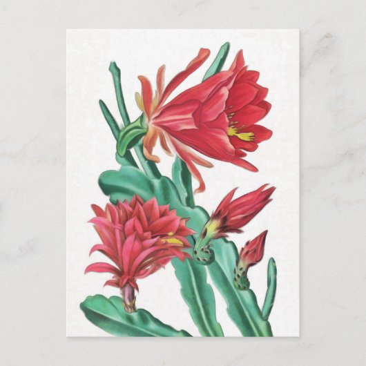 Carte Postale Cactus vert rouge en fleurs (Devant)
