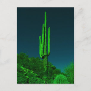 Carte Postale Cactus vision nocturne