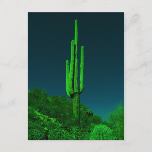 Carte Postale Cactus vision nocturne (Devant)