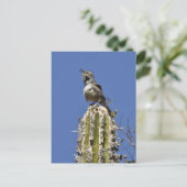 Carte Postale Cactus Wren (Debout devant)