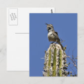 Carte Postale Cactus Wren (Devant / Derrière)