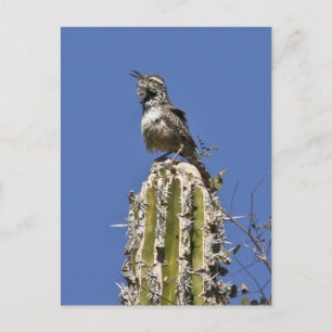 Carte Postale Cactus Wren